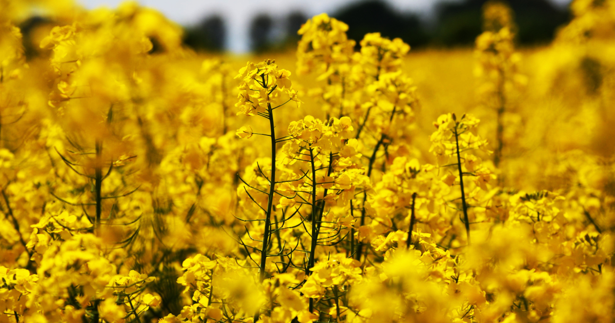 セイヨウアブラナ