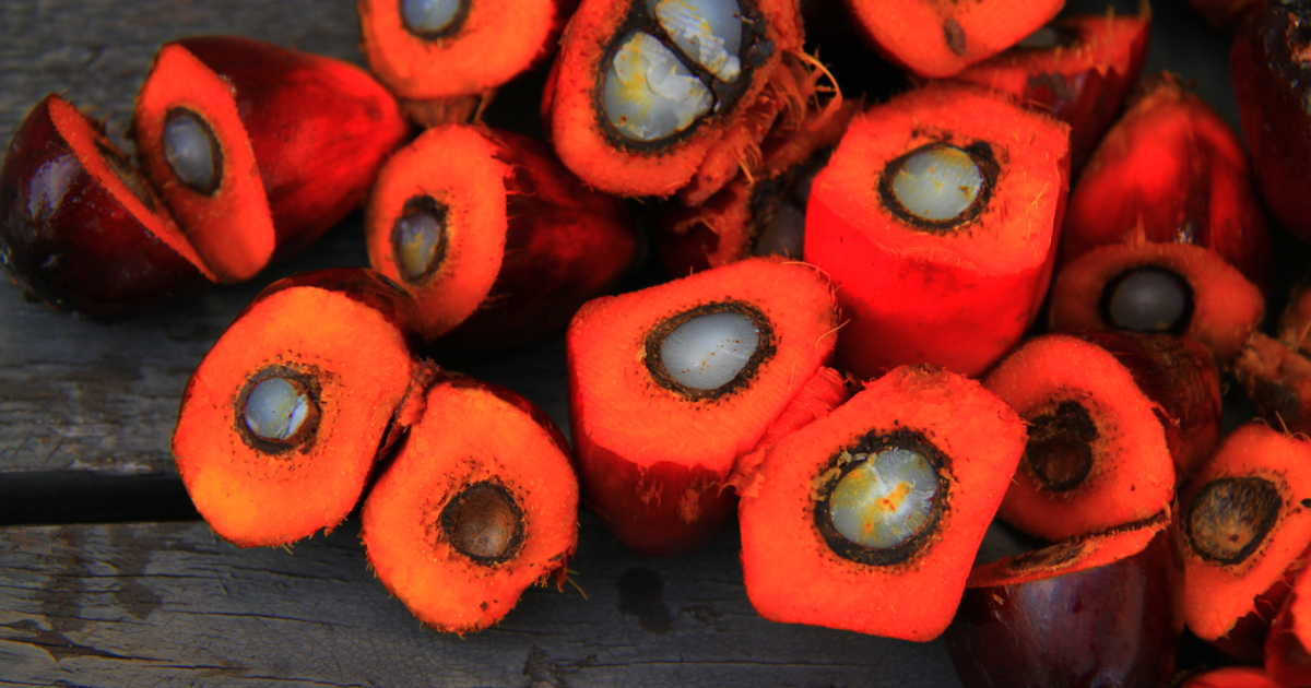 アブラヤシの果実